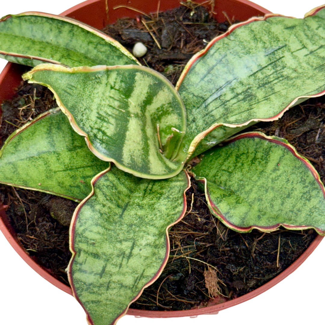 Plants