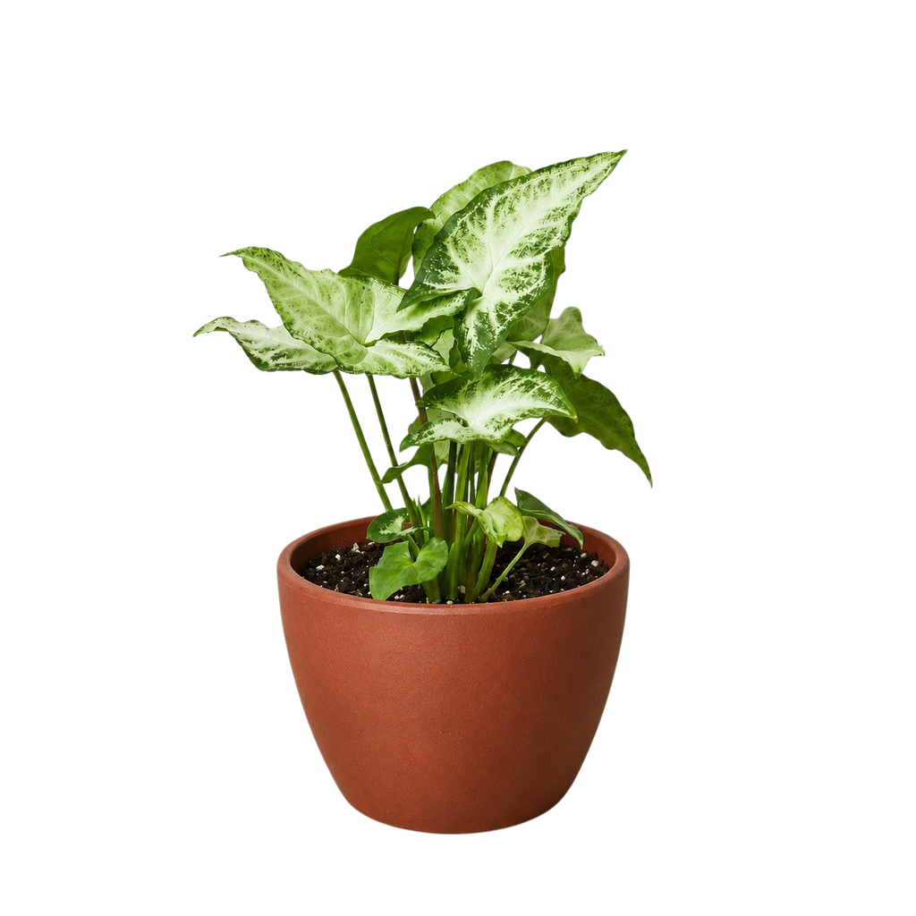 Syngonium 'White Butterfly'