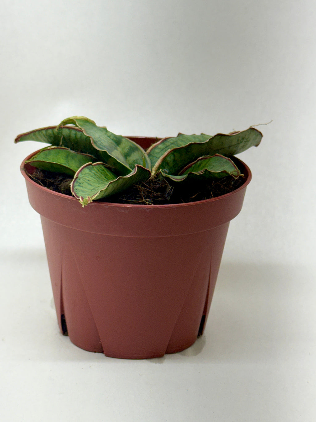 Snake Plant 'Silver Blue'